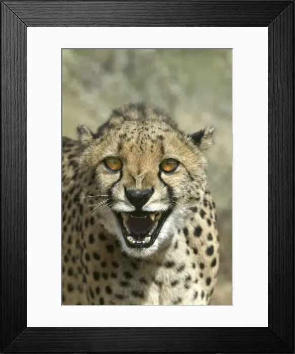 Framed Print : Cheetah Namibia Framed Print : Cheetah Namibia