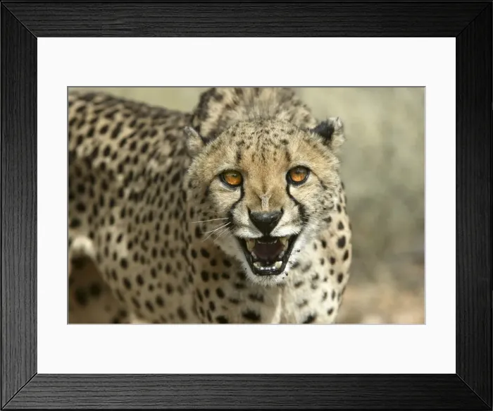 Framed Print : Cheetah Namibia Framed Print : Cheetah Namibia