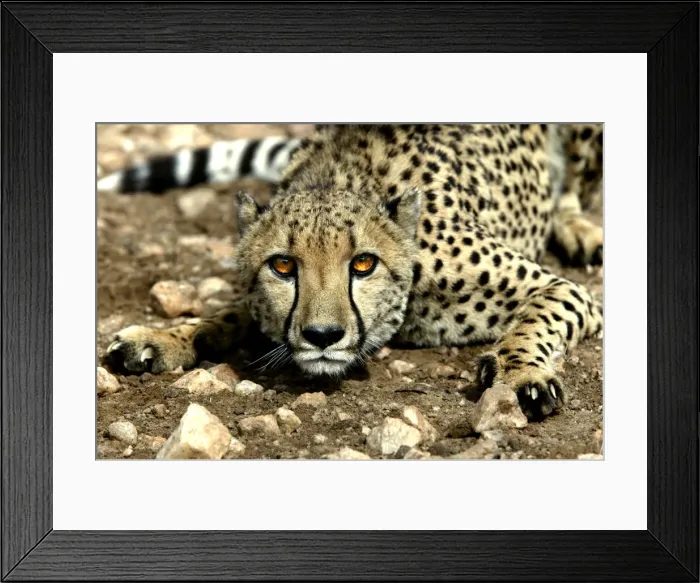 Framed Print : Cheetah Namibia Framed Print : Cheetah Namibia
