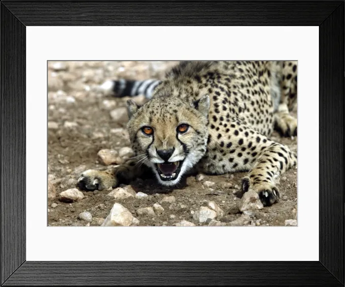 Framed Print : Cheetah Namibia Framed Print : Cheetah Namibia