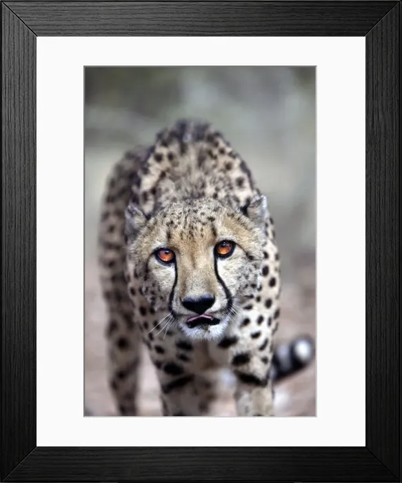 Framed Print : Cheetah Namibia