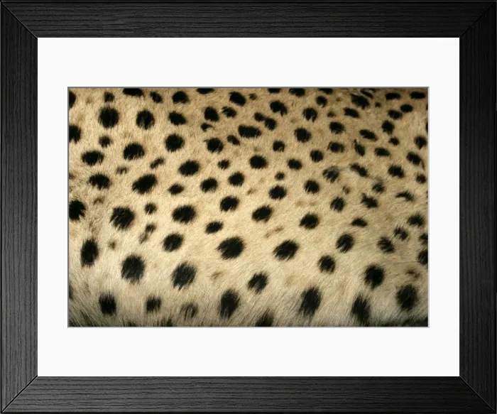 Framed Print : Cheetah Namibia Framed Print : Cheetah Namibia