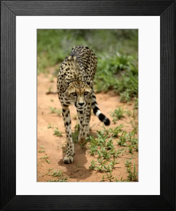 Framed Print : Cheetah Namibia