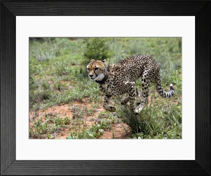 Framed Print : Cheetah Namibia Framed Print : Cheetah Namibia