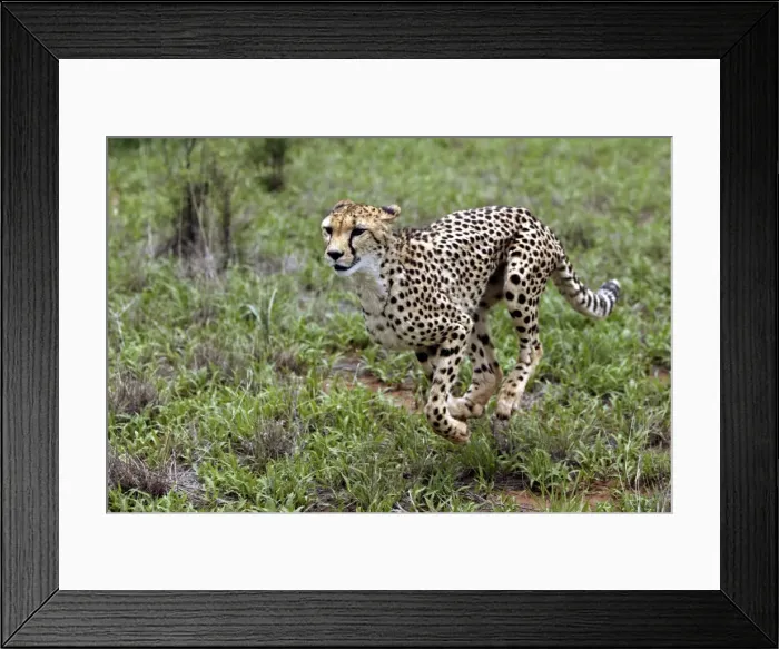 Framed Print : Cheetah Namibia Framed Print : Cheetah Namibia