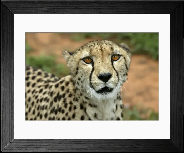 Framed Print : Cheetah Namibia Framed Print : Cheetah Namibia