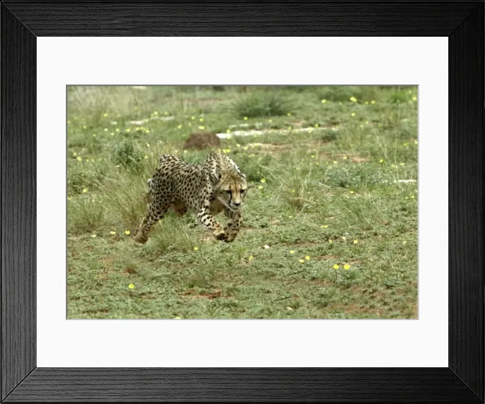 Framed Print : Cheetah Namibia Framed Print : Cheetah Namibia