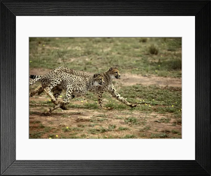 Framed Print : Cheetah Namibia