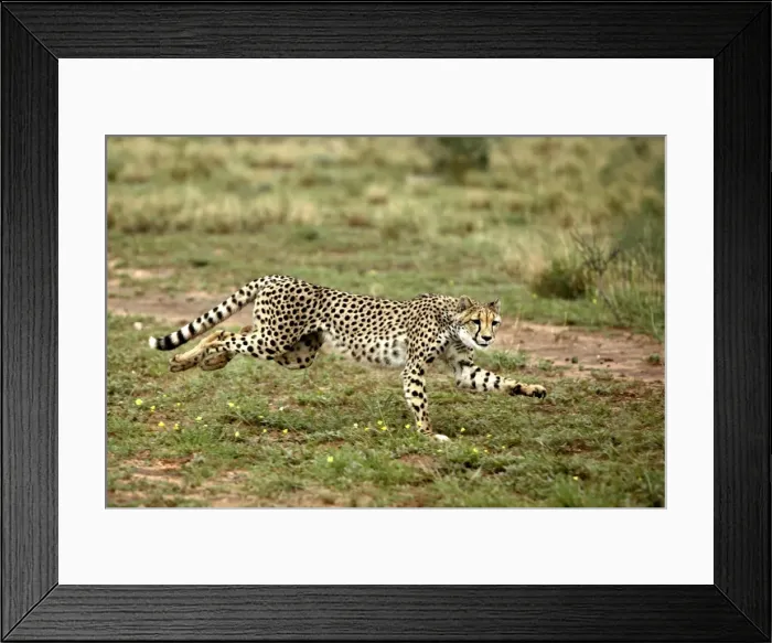Framed Print : Cheetah Namibia Framed Print : Cheetah Namibia