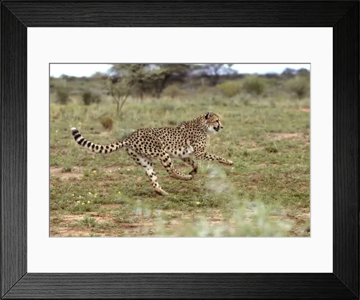 Framed Print : Cheetah Namibia Framed Print : Cheetah Namibia