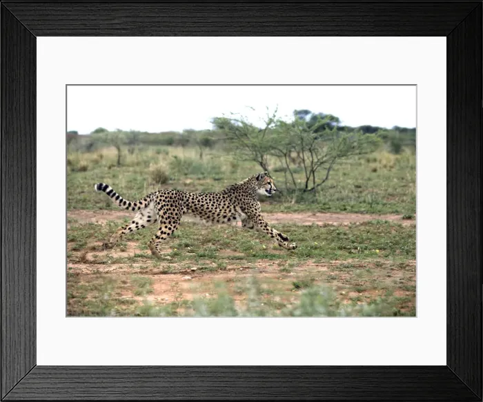 Framed Print : Cheetah Namibia Framed Print : Cheetah Namibia