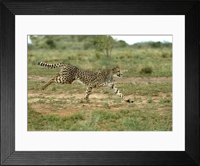 Framed Print : Cheetah. Namibia Framed Print : Cheetah. Namibia
