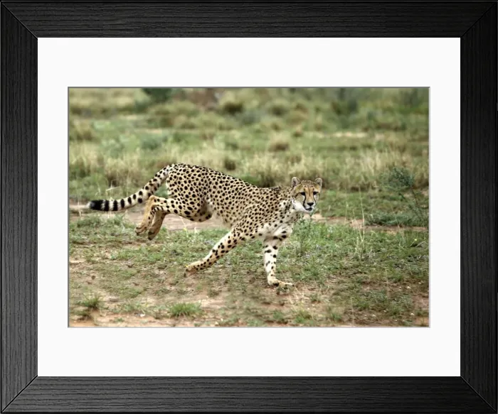 Framed Print : Cheetah. Namibia