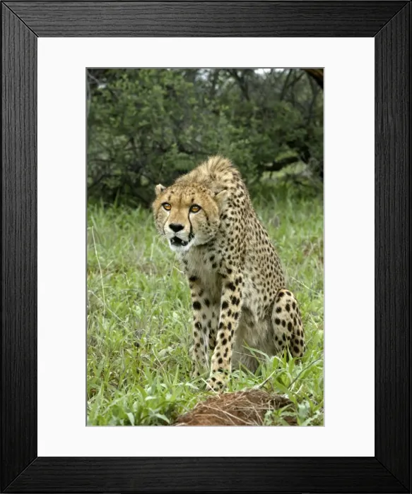 Framed Print : Cheetah. Namibia Framed Print : Cheetah. Namibia