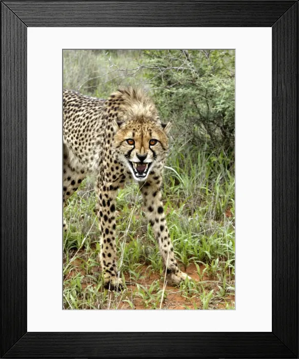 Framed Print : Cheetah. Namibia Framed Print : Cheetah. Namibia