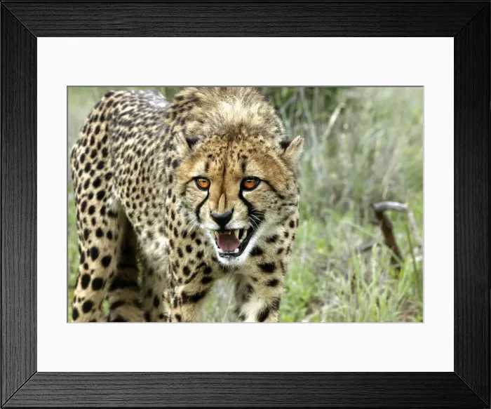 Framed Print : Cheetah Namibia Framed Print : Cheetah Namibia