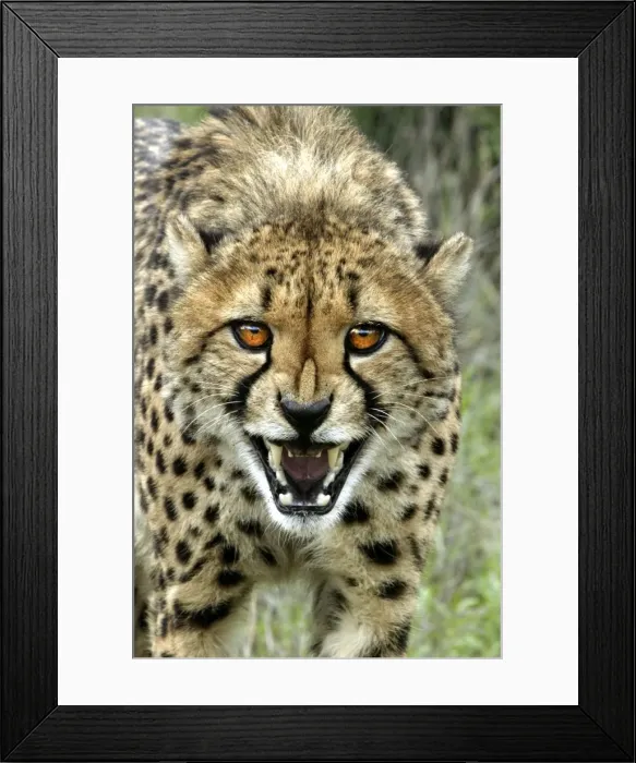 Framed Print : Cheetah. Namibia