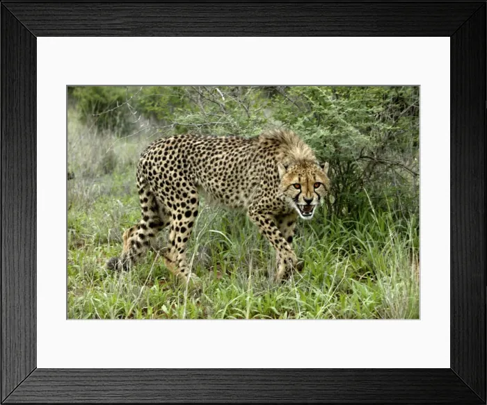 Framed Print : Cheetah. Namibia Framed Print : Cheetah. Namibia