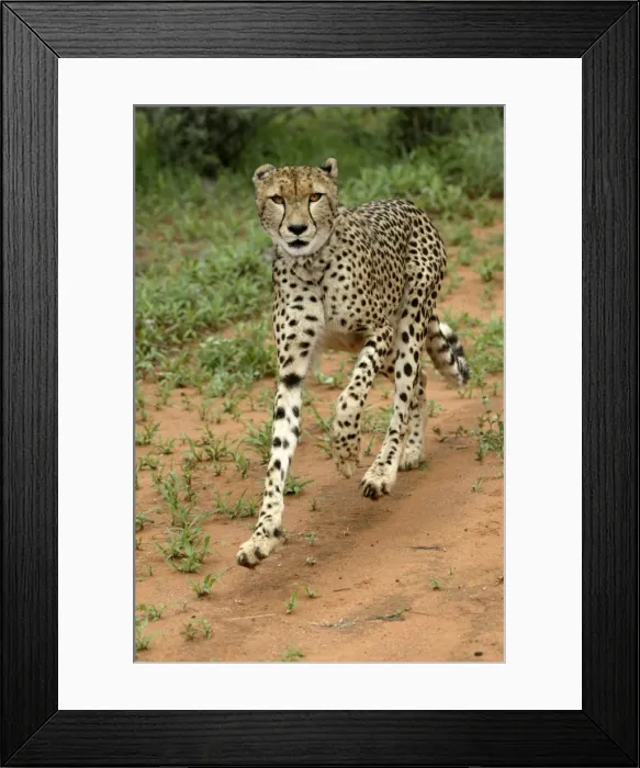 Framed Print : Cheetah. Namibia Framed Print : Cheetah. Namibia