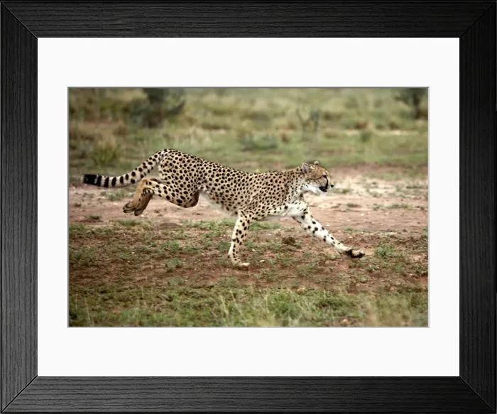 Framed Print : Cheetah. Namibia Framed Print : Cheetah. Namibia