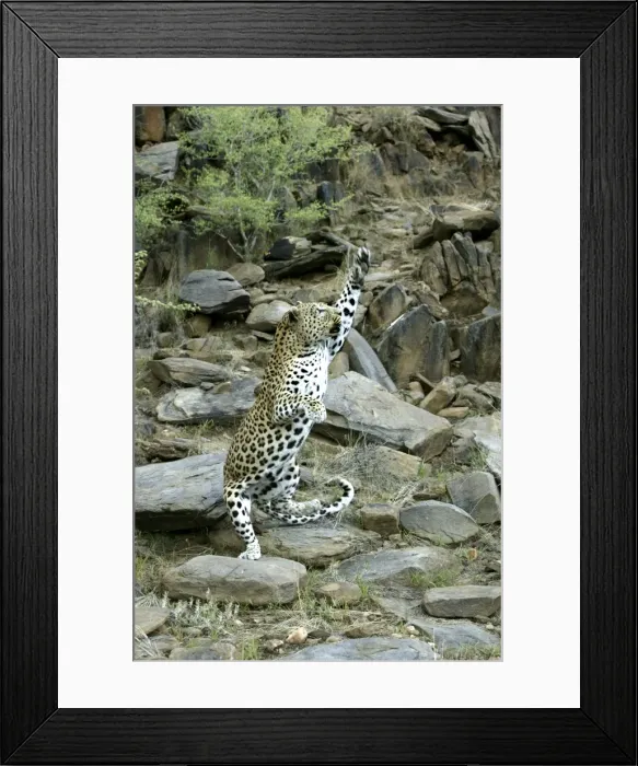 Framed Print : leopard, Namibia Framed Print : leopard, Namibia