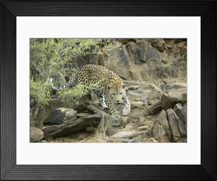 Framed Print : leopard, Namibia Framed Print : leopard, Namibia