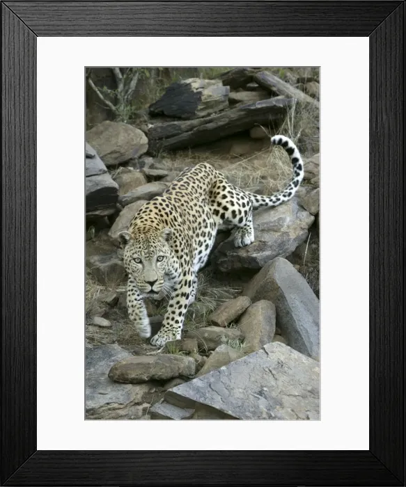 Framed Print : leopard, Namibia