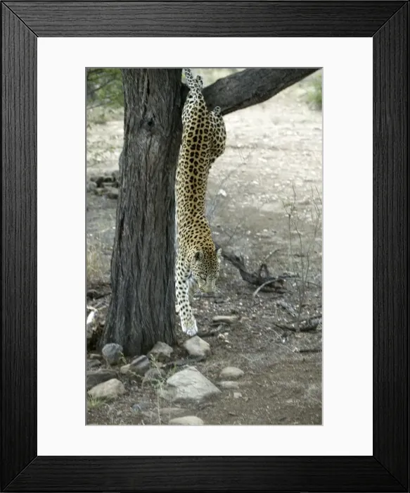 Framed Print : leopard Namibia Framed Print : leopard Namibia