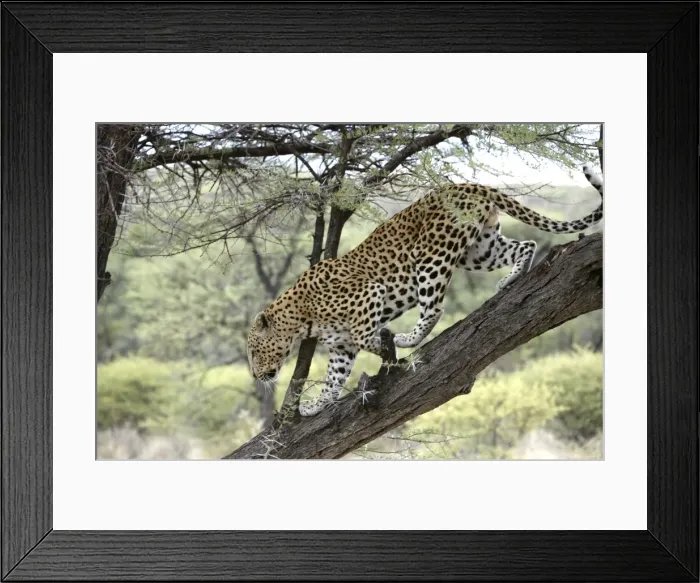 Framed Print : Leopard Namibia Framed Print : Leopard Namibia