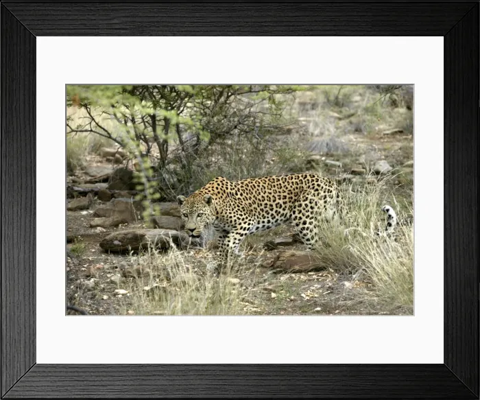 Framed Print : Leopard Namibia Framed Print : Leopard Namibia