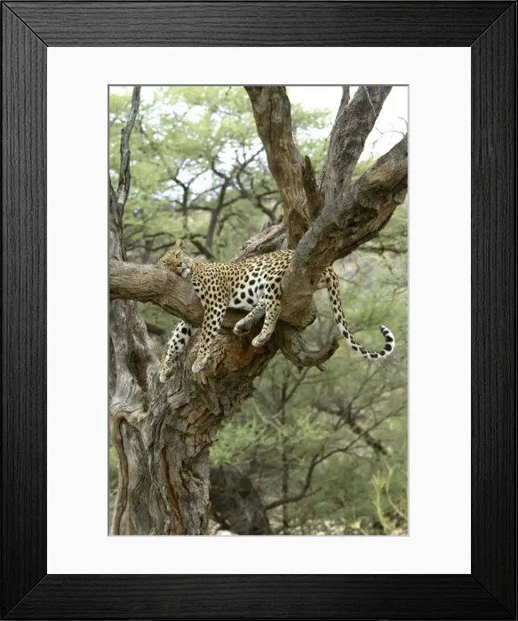 Framed Print : Leopard Namibia Framed Print : Leopard Namibia