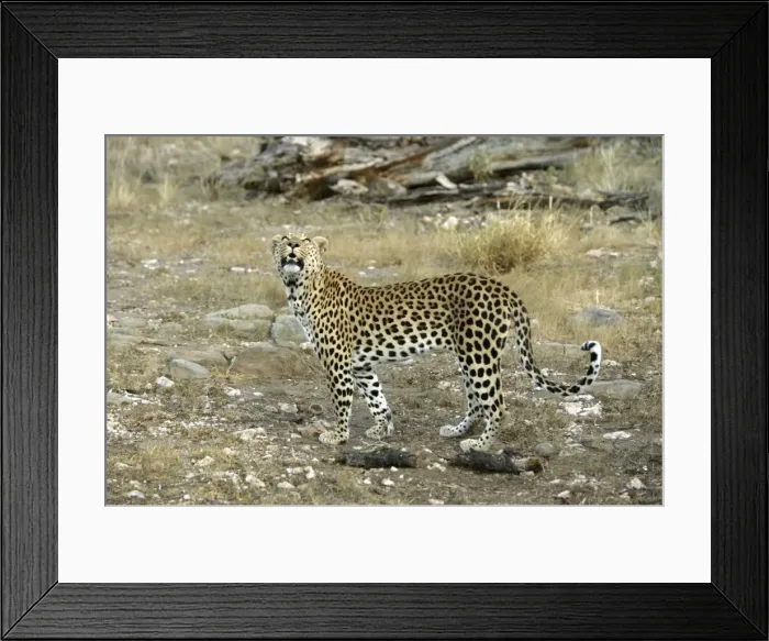 Framed Print : Leopard Namibia Framed Print : Leopard Namibia