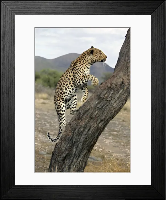 Framed Print : Leopard Namibia Framed Print : Leopard Namibia