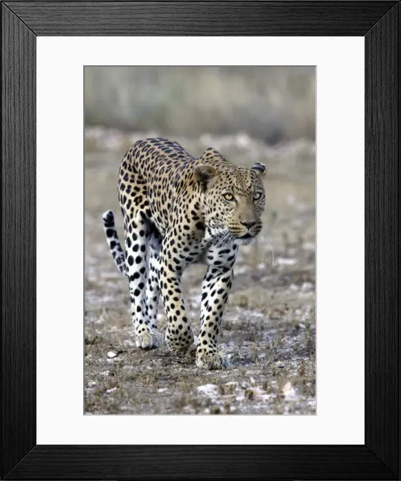 Framed Print : Leopard Namibia Framed Print : Leopard Namibia