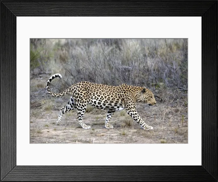 Framed Print : Leopard Namibia Framed Print : Leopard Namibia