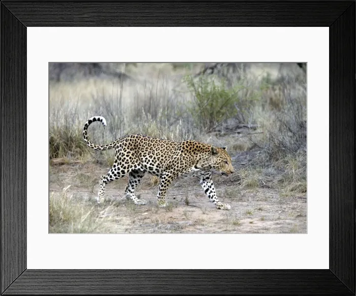 Framed Print : Leopard Namibia Framed Print : Leopard Namibia