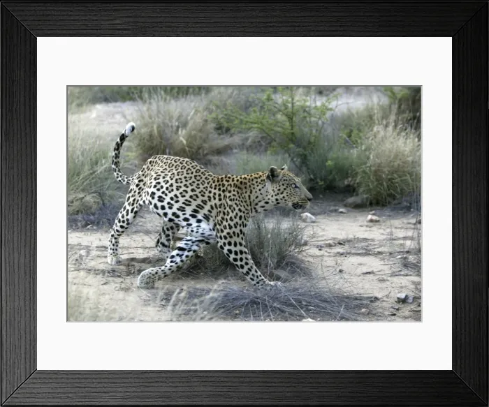 Framed Print : Leopard Namibia Framed Print : Leopard Namibia