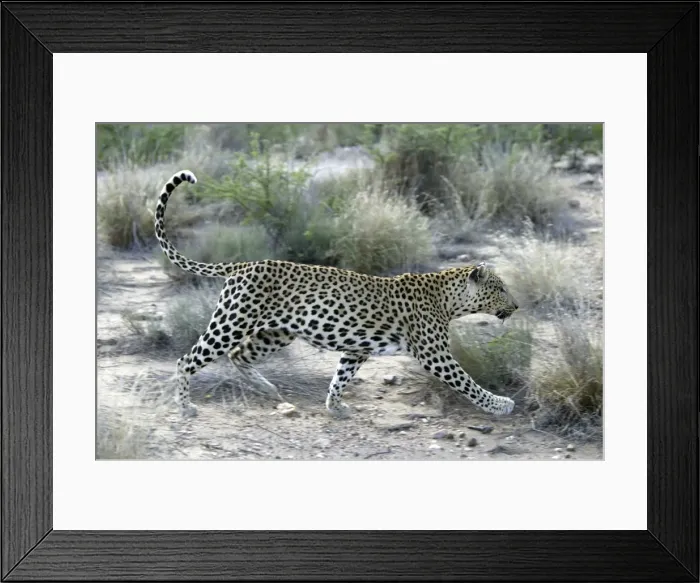 Framed Print : Leopard Namibia Framed Print : Leopard Namibia