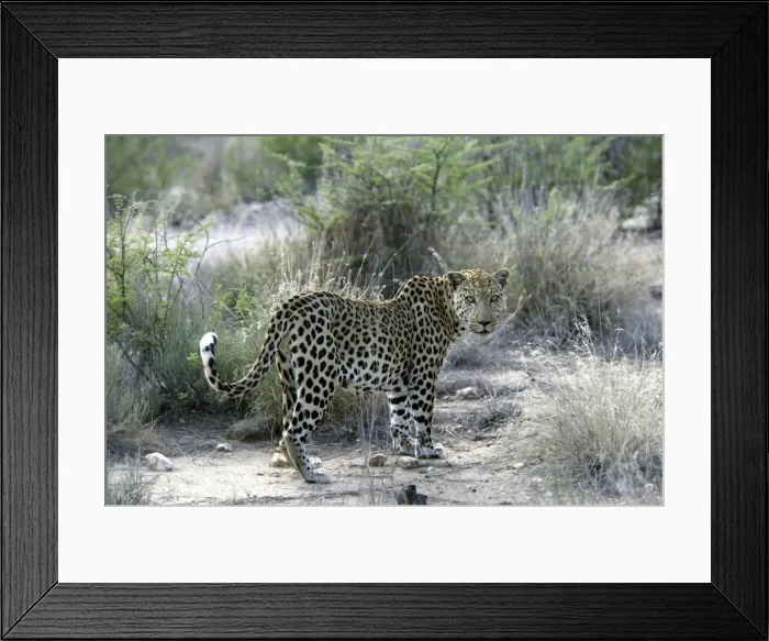 Framed Print : Leopard Namibia Framed Print : Leopard Namibia