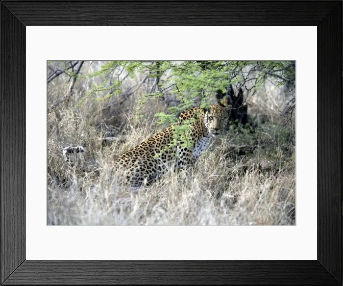 Framed Print : Leopard Namibia Framed Print : Leopard Namibia