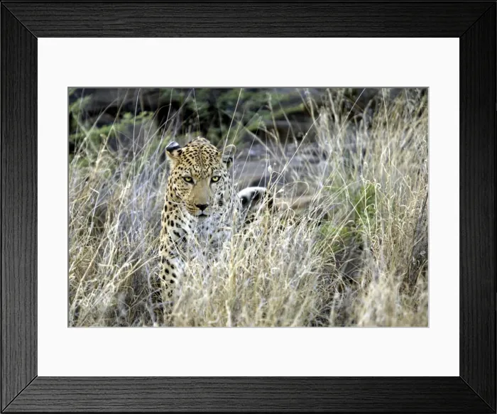 Framed Print : Leopard Namibia Framed Print : Leopard Namibia