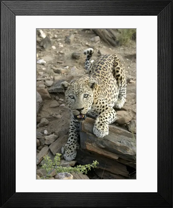 Framed Print : Leopard Namibia Framed Print : Leopard Namibia