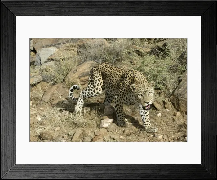 Framed Print : Leopard Namibia Framed Print : Leopard Namibia