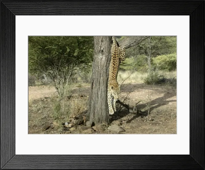 Framed Print : Leopard Namibia Framed Print : Leopard Namibia