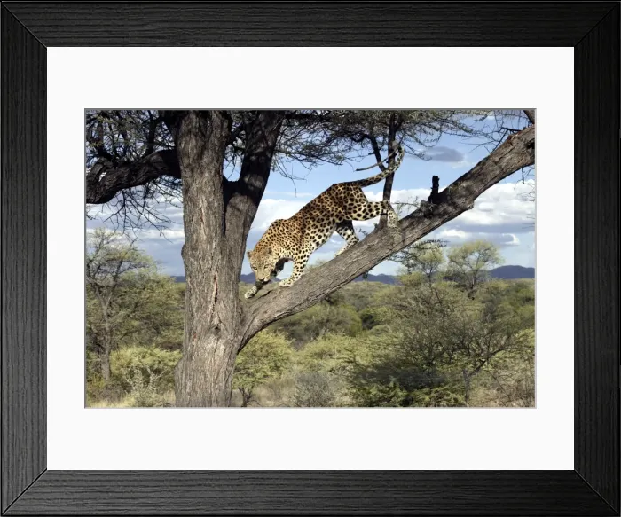 Framed Print : Leopard Namibia Framed Print : Leopard Namibia