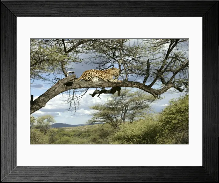 Framed Print : Leopard Namibia Framed Print : Leopard Namibia