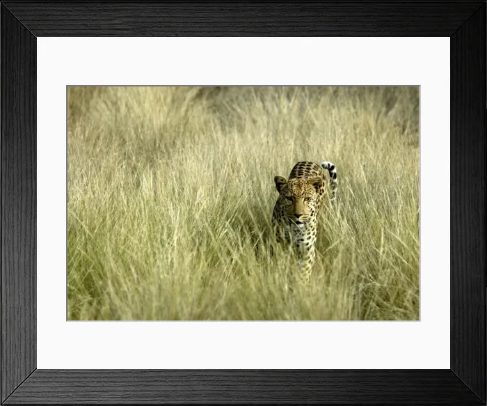 Framed Print : Leopard Namibia Framed Print : Leopard Namibia