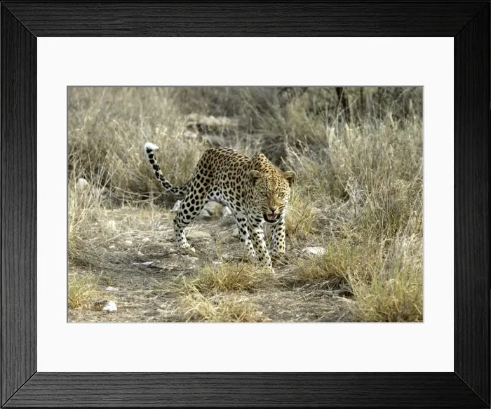 Framed Print : Leopard Namibia Framed Print : Leopard Namibia