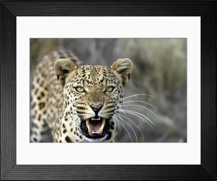Framed Print : Leopard Namibia Framed Print : Leopard Namibia