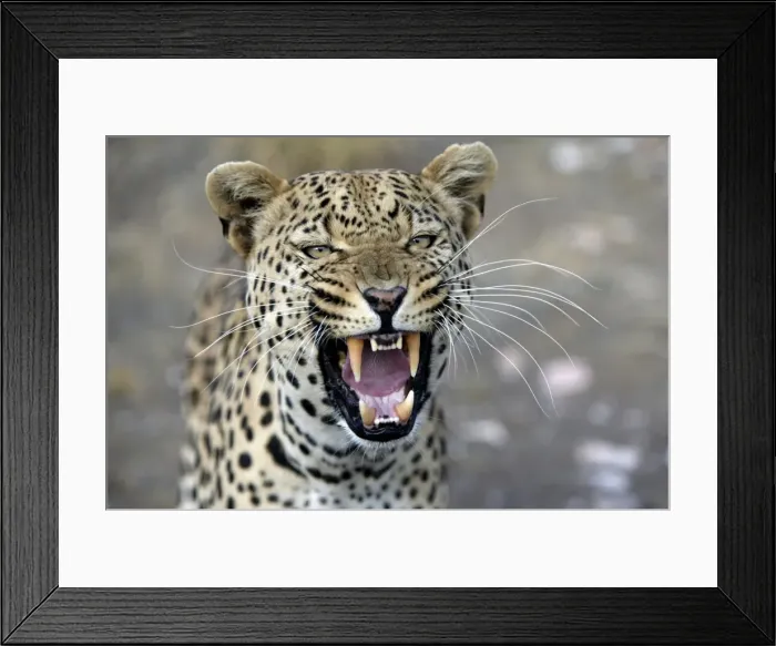 Framed Print : leopard Namibia Framed Print : leopard Namibia